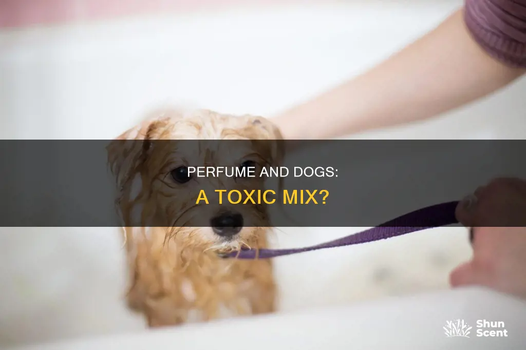 does perfume make dogs sick