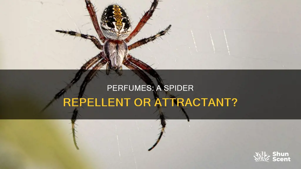 does perfume repel spiders
