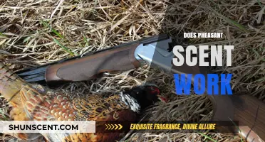 Does Pheasant Scent Work? Uncovering the Truth for Hunters and Dogs