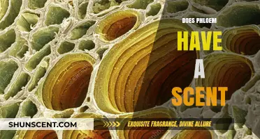 Does Phloem Have a Scent? Unraveling the Aromatic Mystery of Plant Tissues