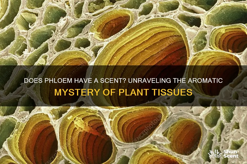 does phloem have a scent