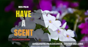 Does Phlox Have a Scent? Unveiling the Fragrant Truth