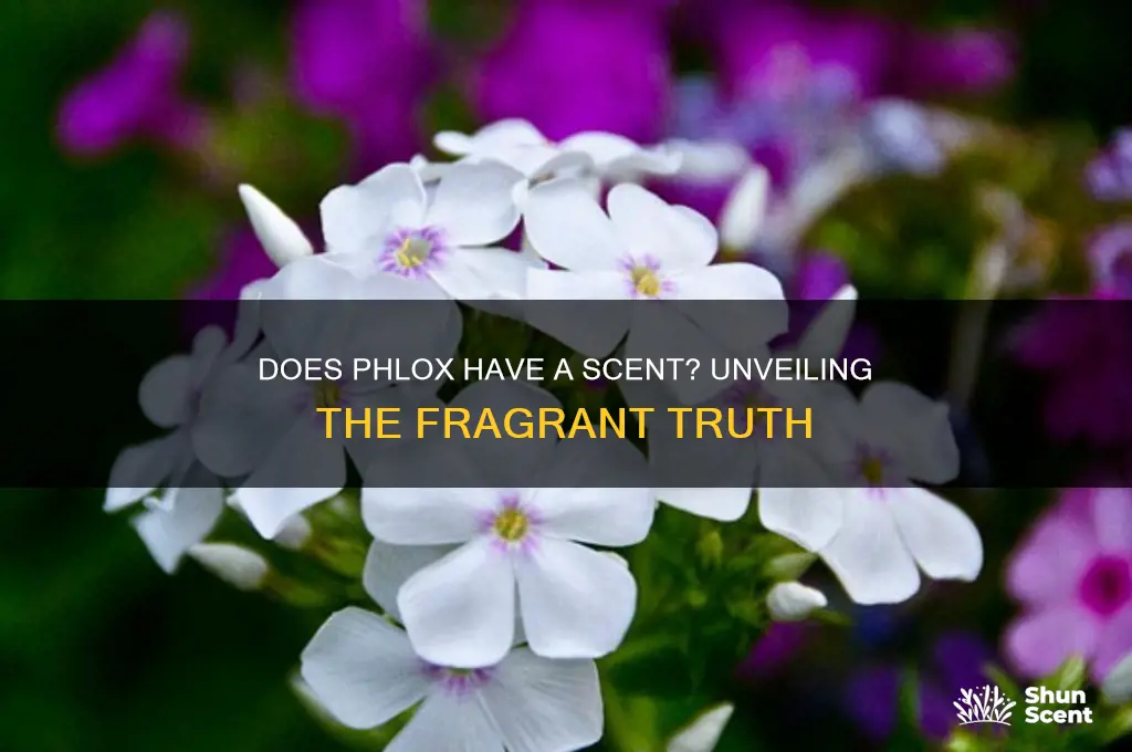 does phlox have a scent