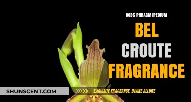 Phragmipedium Bel Croute: A Fragrant Orchid's Tale