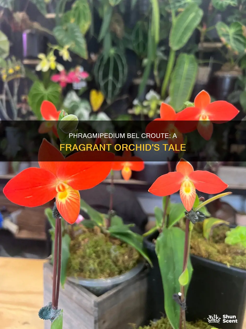 does phragmipedium bel croute fragrance