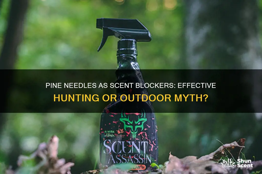 does pine needles work as scent blocker