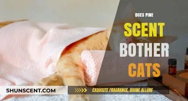 Pine Scent and Cats: Understanding Potential Irritation and Safety Concerns
