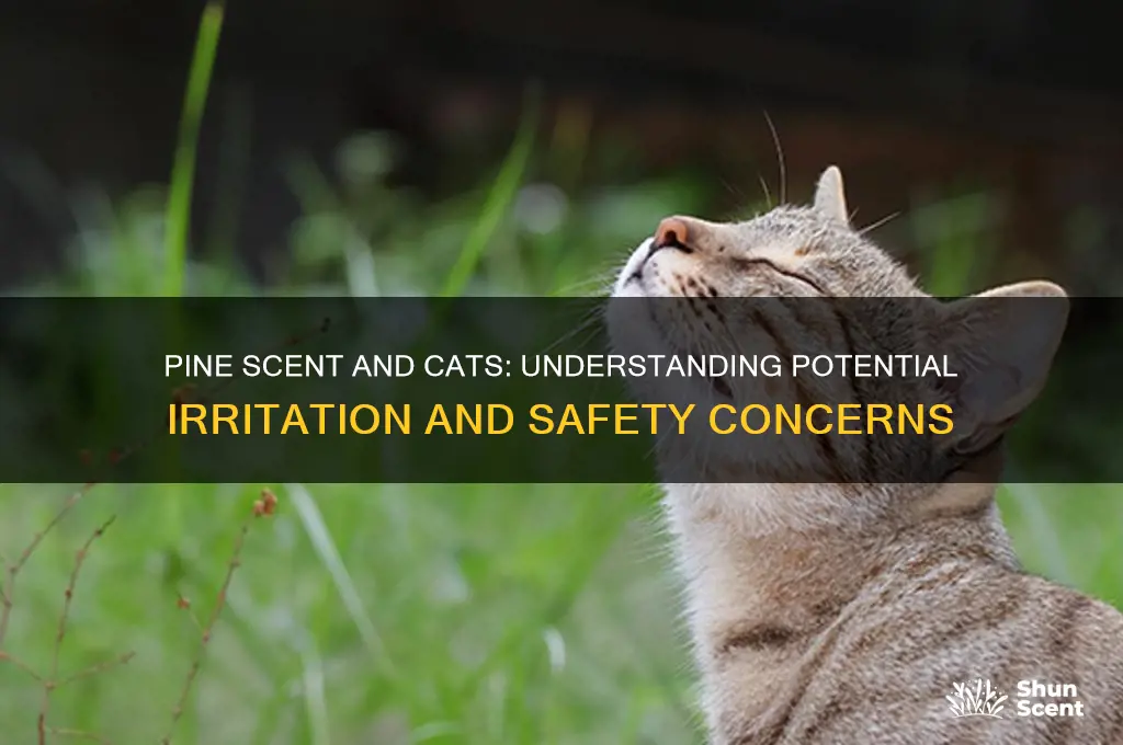 does pine scent bother cats