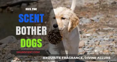 Pine Scent and Dogs: Is It a Bother or Safe Aroma?