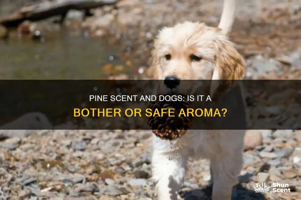 does pine scent bother dogs