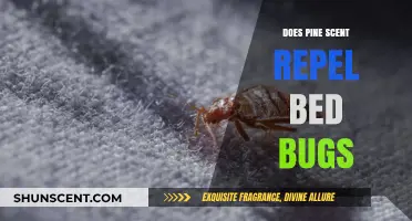 Pine Scent and Bed Bugs: Does It Really Repel These Pests?