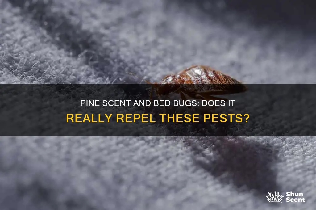 does pine scent repel bed bugs