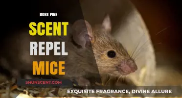 Pine Scent as a Mouse Repellent: Fact or Fiction?