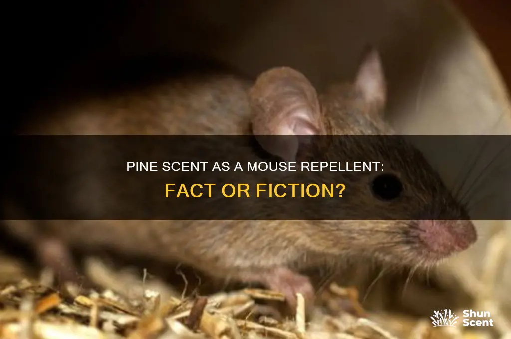does pine scent repel mice