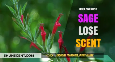 Pineapple Sage Scent Loss: Causes, Prevention, and Revitalization Tips