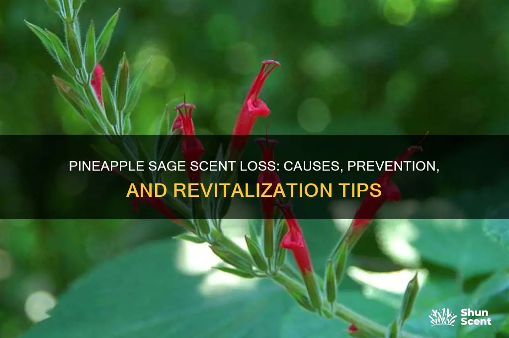 does pineapple sage lose scent