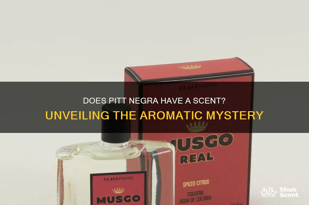 does pitt negra have a scent