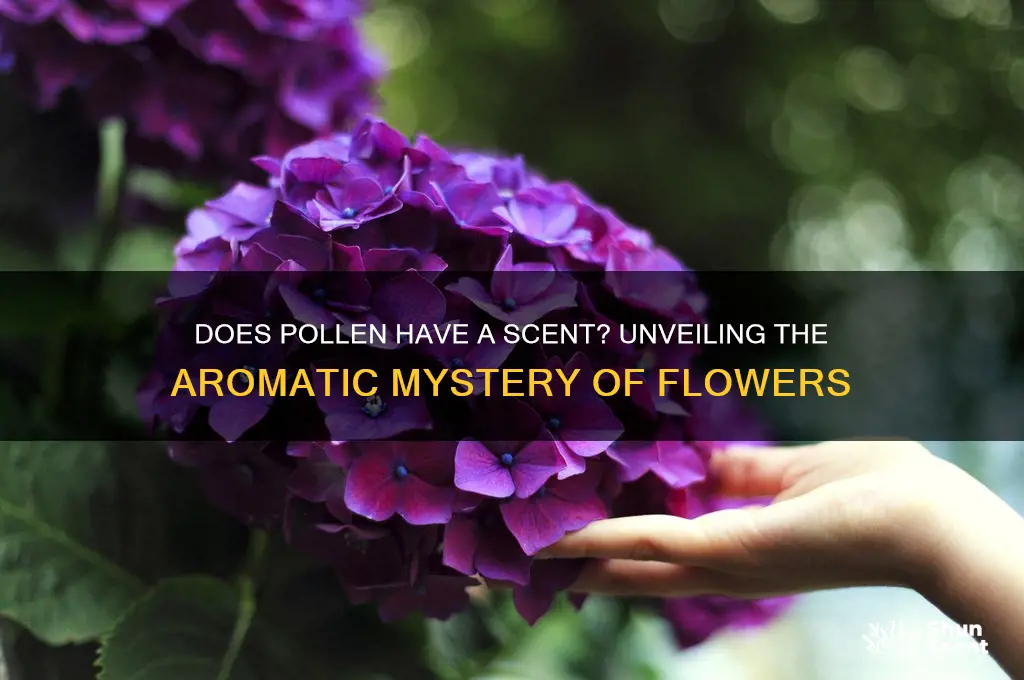 does pollen have a scent