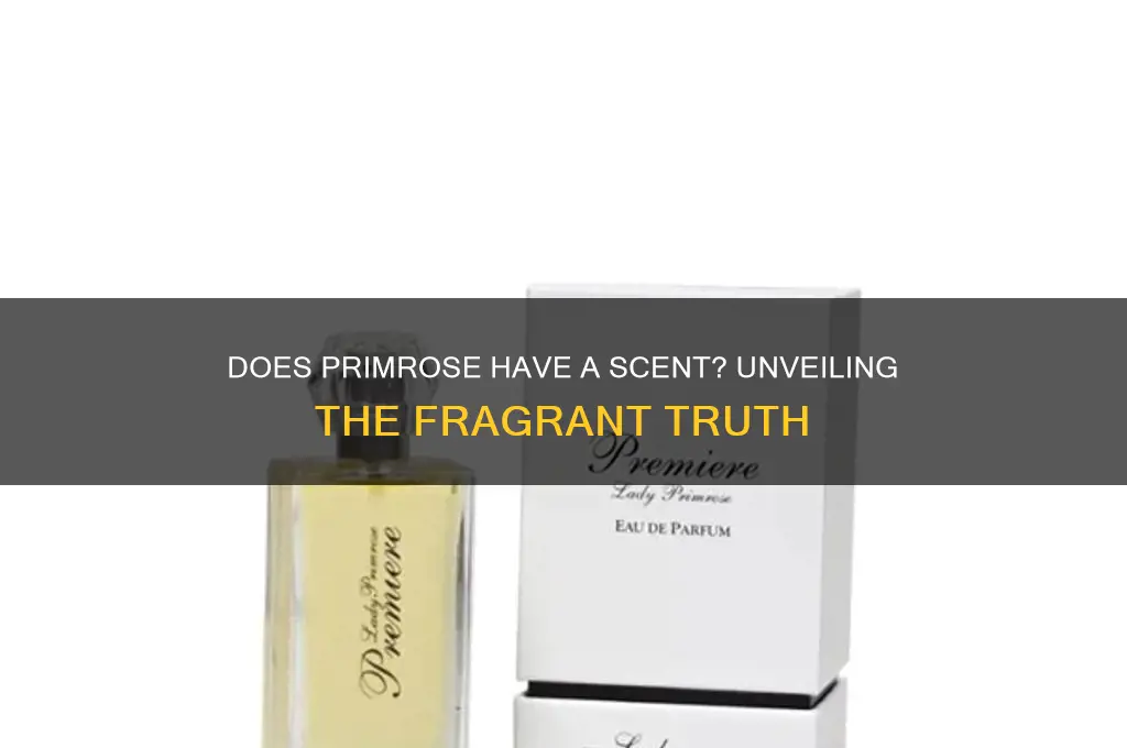 does primrose have a scent