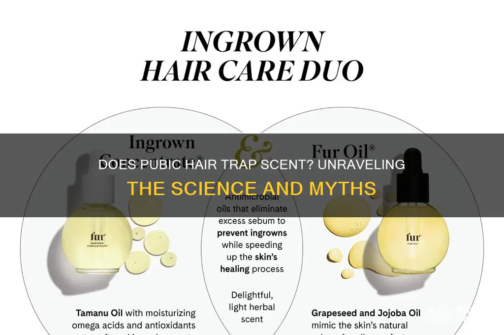 does pubic hair trap scent