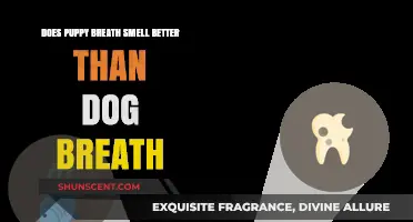 Exploring the Myth: Is Puppy Breath Really Fresher Than Dog Breath?