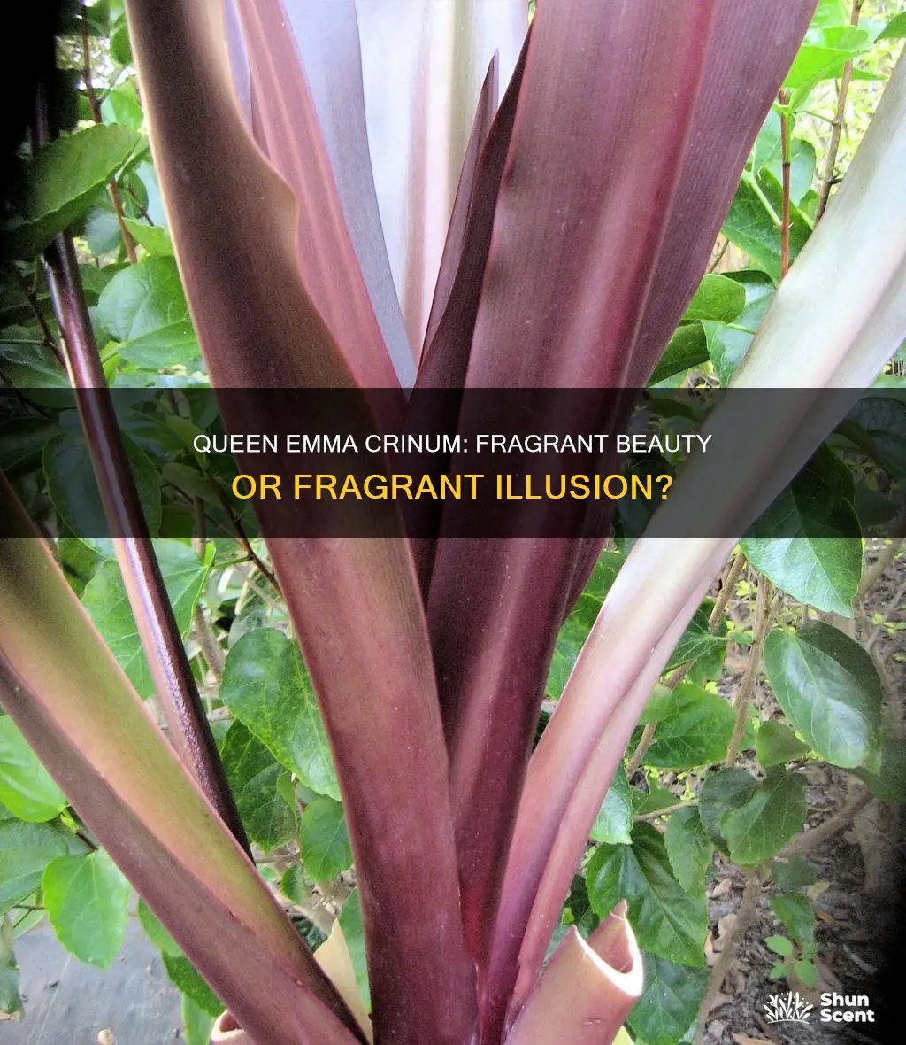 does queen emma crinum have fragrance