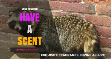Do Raccoons Have a Scent? Uncovering Their Unique Odor Profile