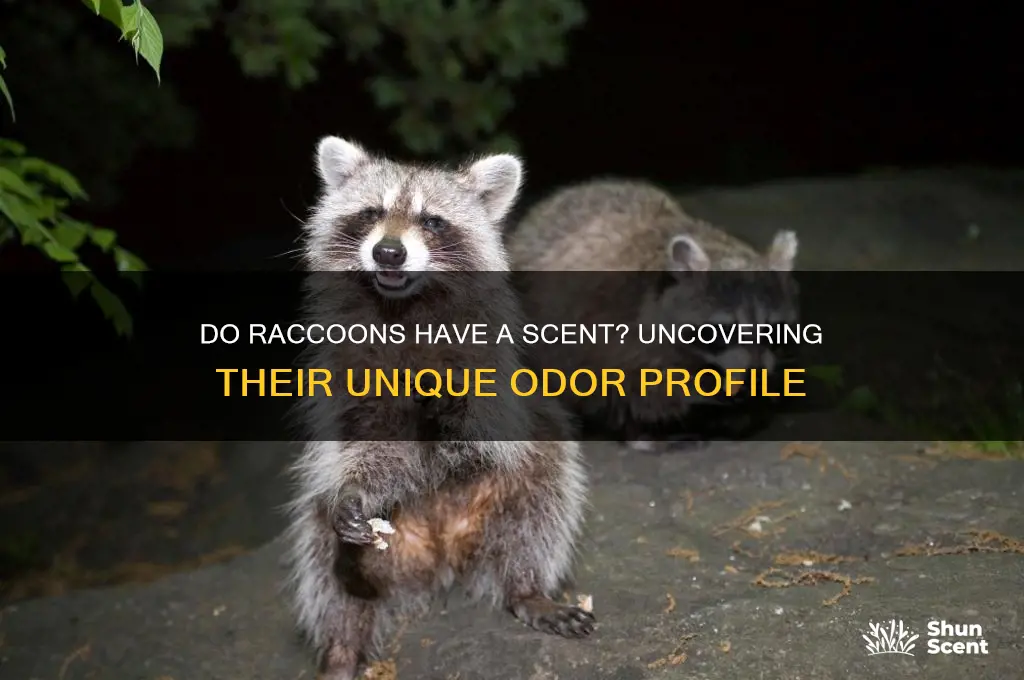 does raccoon have a scent