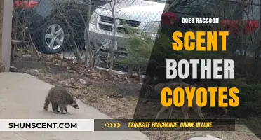 Does Raccoon Scent Deter Coyotes? Exploring the Predator-Prey Dynamic
