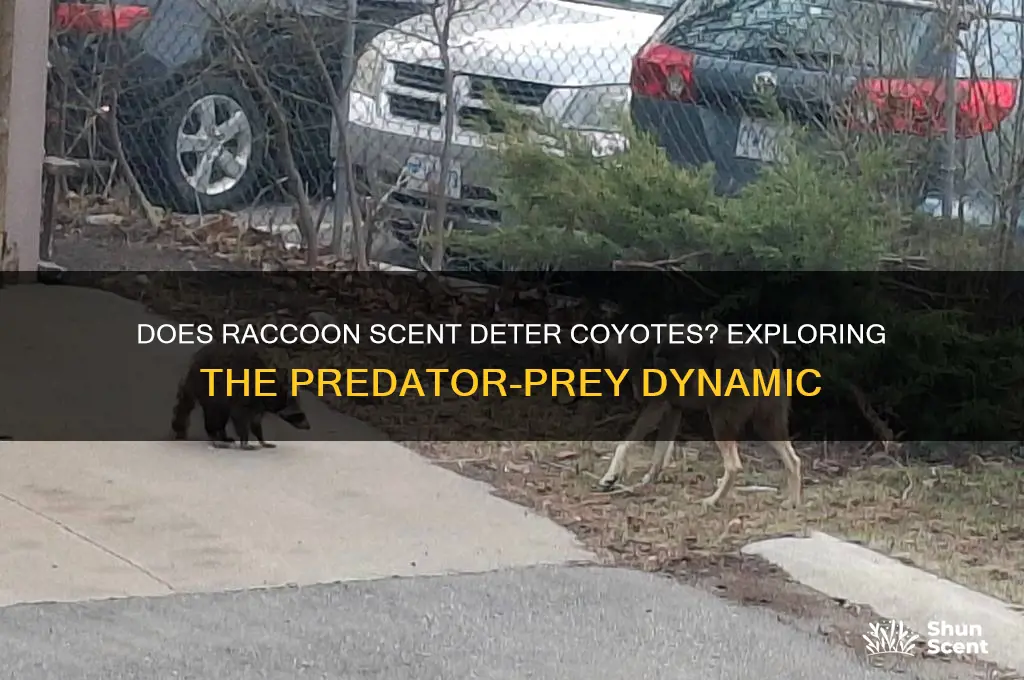 does raccoon scent bother coyotes