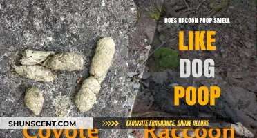 Unmasking the Truth: Does Raccoon Poop Really Smell Like Dog Poop?