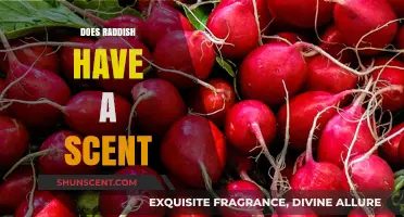 Exploring the Aromatic Mystery: Does Radish Have a Distinct Scent?