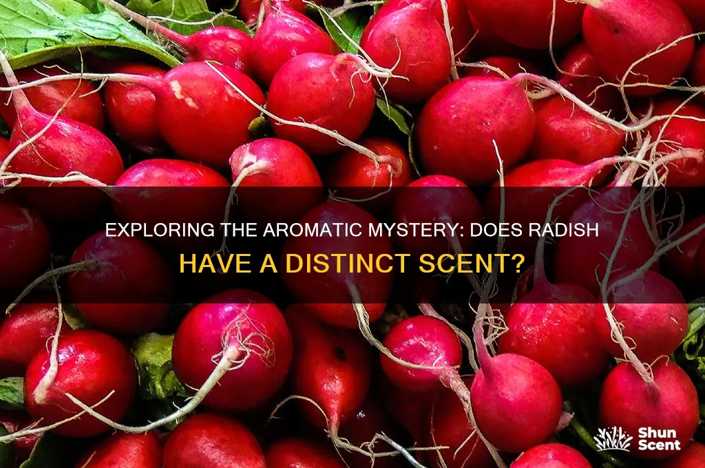 does raddish have a scent