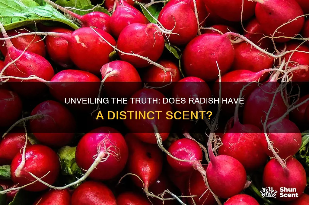 does radish have a scent