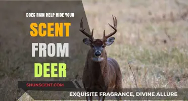 Rain's Role in Masking Human Scent from Deer: Fact or Fiction?