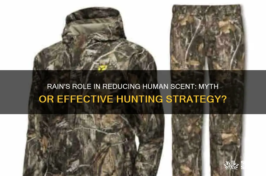 does rain keep your scent down