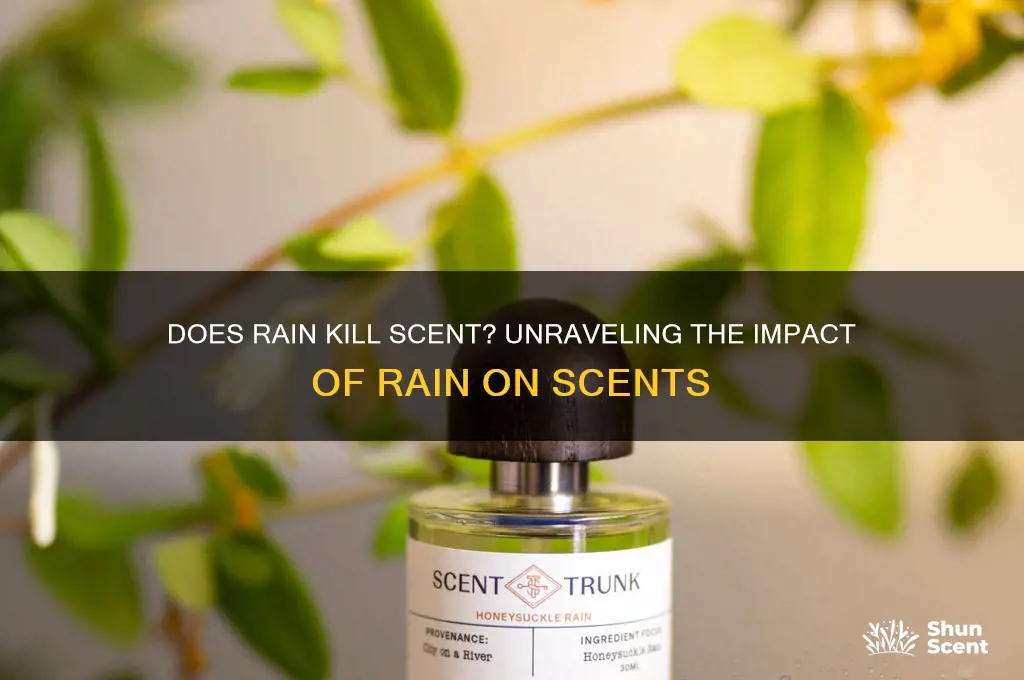 does rain kill scent