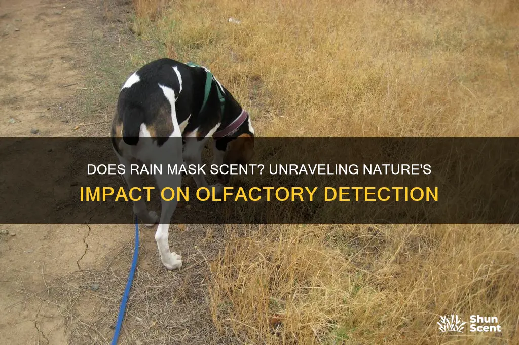 does rain mask scent