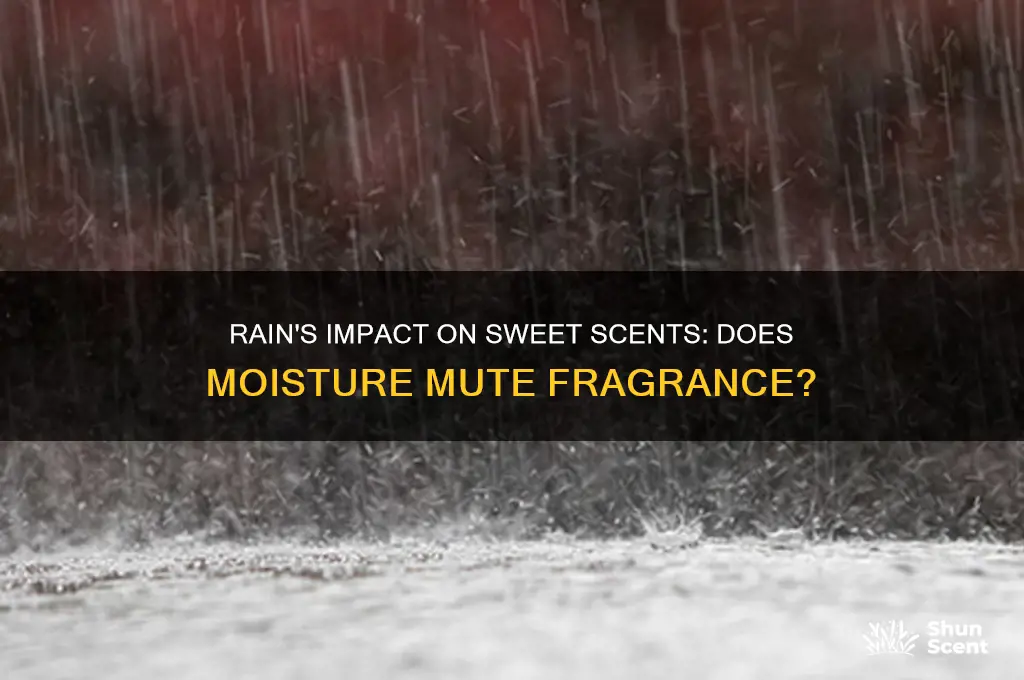 does rain stop sweet scent