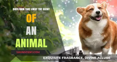 Does Rain Wash Away Animal Scents? Uncovering the Truth