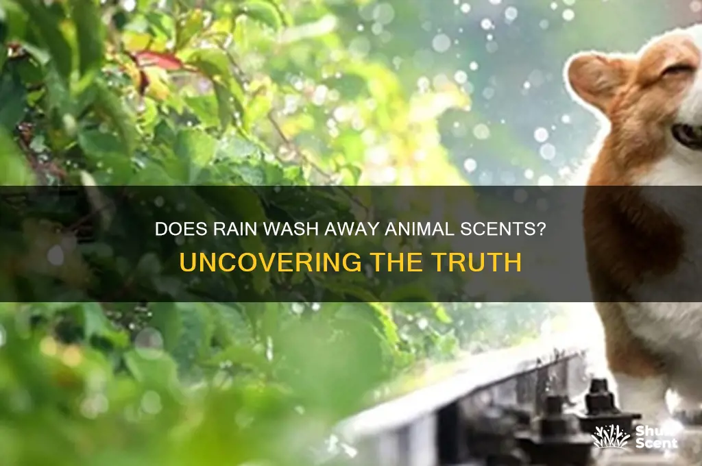 does rain take away the scent of an animal