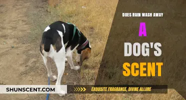 Does Rain Erase a Dog's Scent? Uncovering the Truth