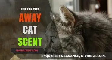 Does Rain Erase Cat Scents? Uncovering the Truth for Pet Owners