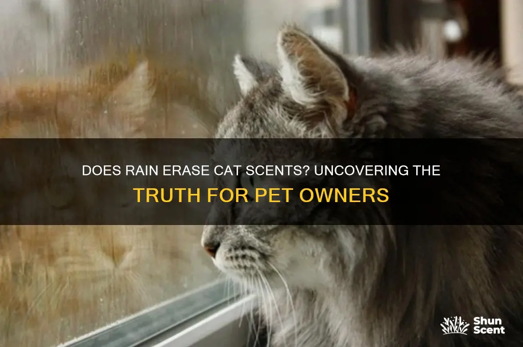 does rain wash away cat scent