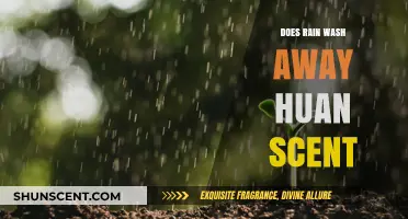 Does Rain Erase Human Scent? Unraveling Nature's Role in Odor Removal