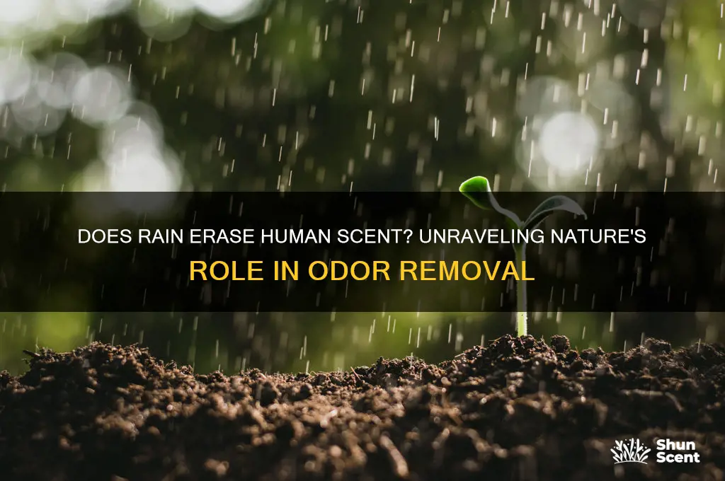 does rain wash away huan scent