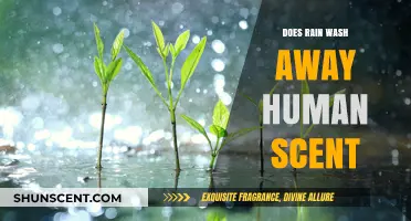 Does Rain Erase Human Scent? Unraveling the Myth and Science