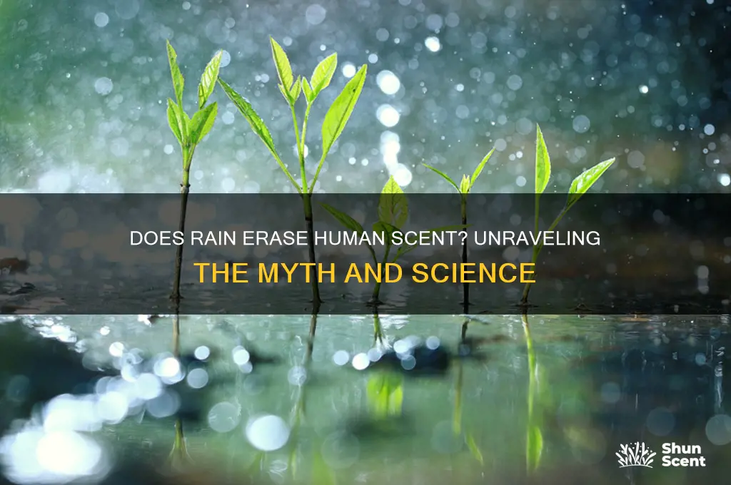 does rain wash away human scent