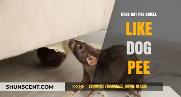 Exploring the Scent Similarities: Rat Pee vs. Dog Pee