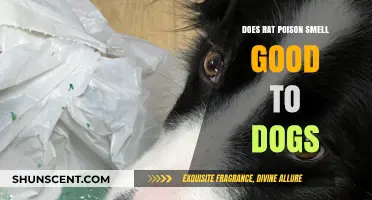 Exploring Canine Curiosity: The Alluring Scent of Rat Poison to Dogs